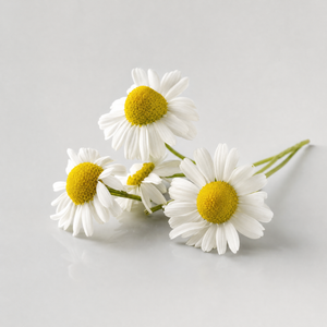 Camomile Extract