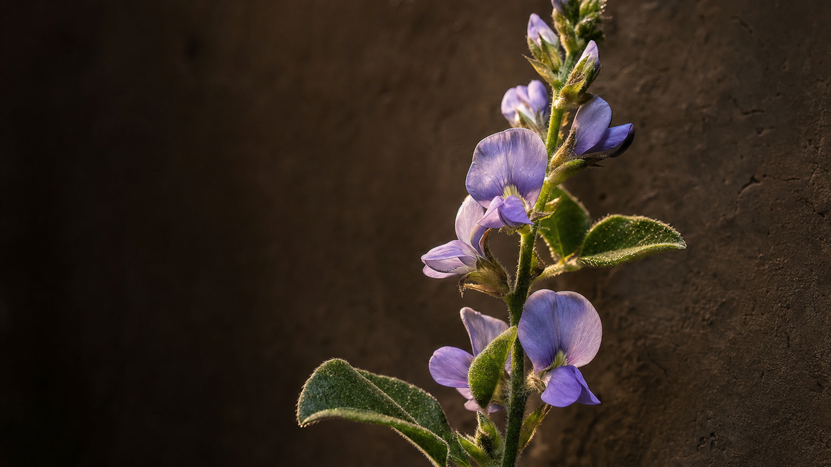 Purple babchi flowers on a leafy stem against a dark textured wall