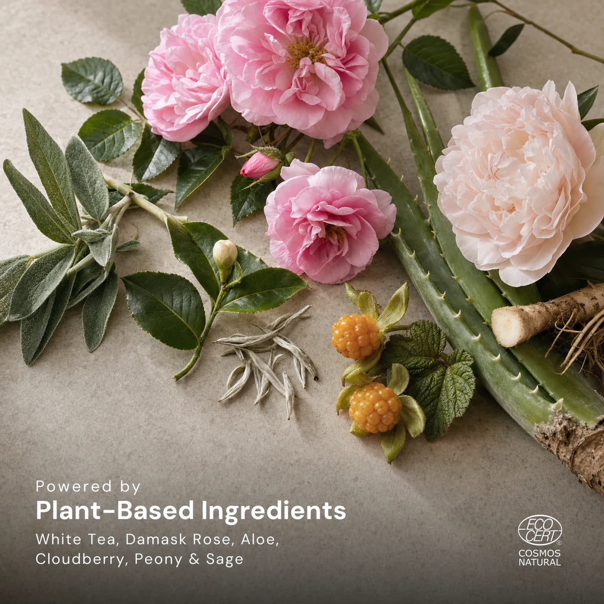 White tea, damask rose, aloe, cloudberry, peony and sage on a pale stone surface, captioned Powered by Plant-Based Ingredients: White Tea, Damask Rose, Aloe, Cloudberry, Peony and Sage, with the Ecocert COSMOS Natural mark