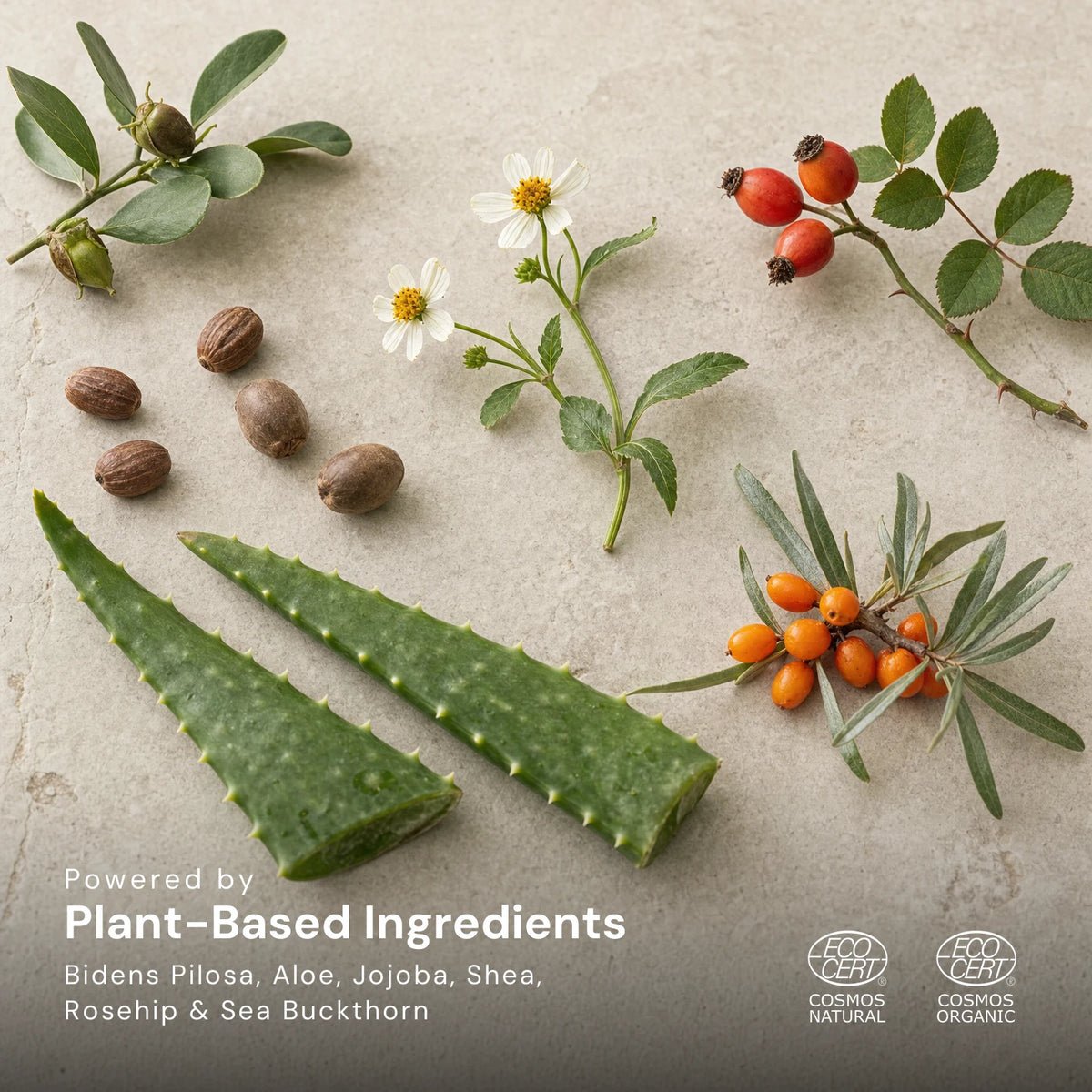 Jojoba leaves and seeds, Bidens pilosa flowers, rosehips, sea buckthorn berries, aloe leaves and shea nuts on a pale stone surface, captioned Powered by Plant-Based Ingredients: Bidens Pilosa, Aloe, Jojoba, Shea, Rosehip and Sea Buckthorn, with the Ecocert COSMOS Natural and COSMOS Organic marks