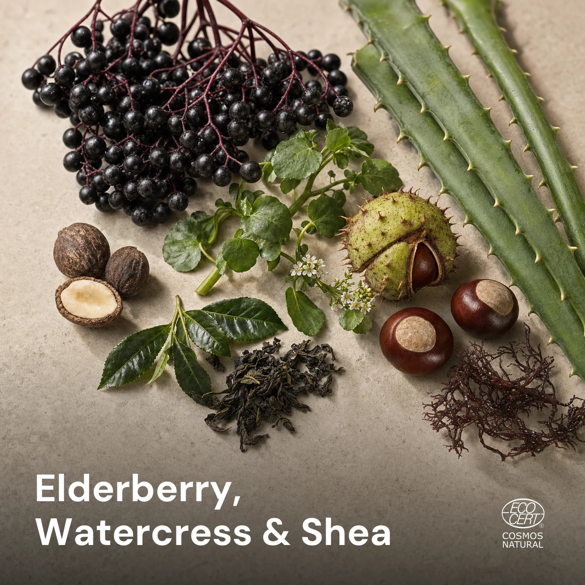 Elderberries, watercress, shea nuts, aloe leaves, horse chestnuts, tea leaves and seaweed on a pale stone surface, with the Ecocert COSMOS Natural logo