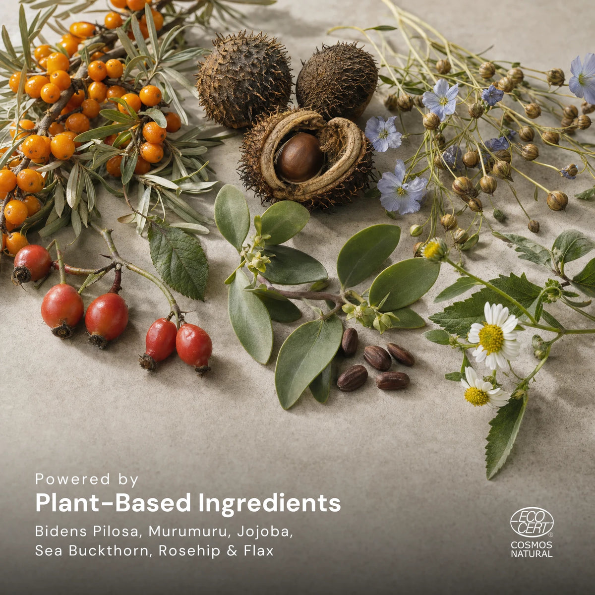 Sea buckthorn berries, rosehips, jojoba leaves and seeds, murumuru palm fruits, flax flowers and Bidens pilosa flowers on a pale stone surface, captioned Powered by Plant-Based Ingredients: Bidens Pilosa, Murumuru, Jojoba, Sea Buckthorn, Rosehip and Flax, with the Ecocert COSMOS Natural mark