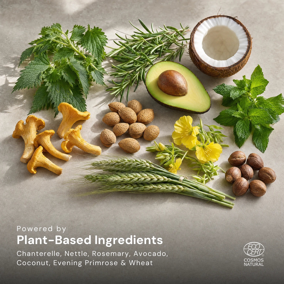 Chanterelle mushrooms, nettle, rosemary, peppermint, avocado, coconut, almonds, evening primrose flowers, shea nuts and wheat on a pale stone surface, captioned Powered by Plant-Based Ingredients: Chanterelle, Nettle, Rosemary, Avocado, Coconut, Evening Primrose and Wheat, with the Ecocert COSMOS Natural mark