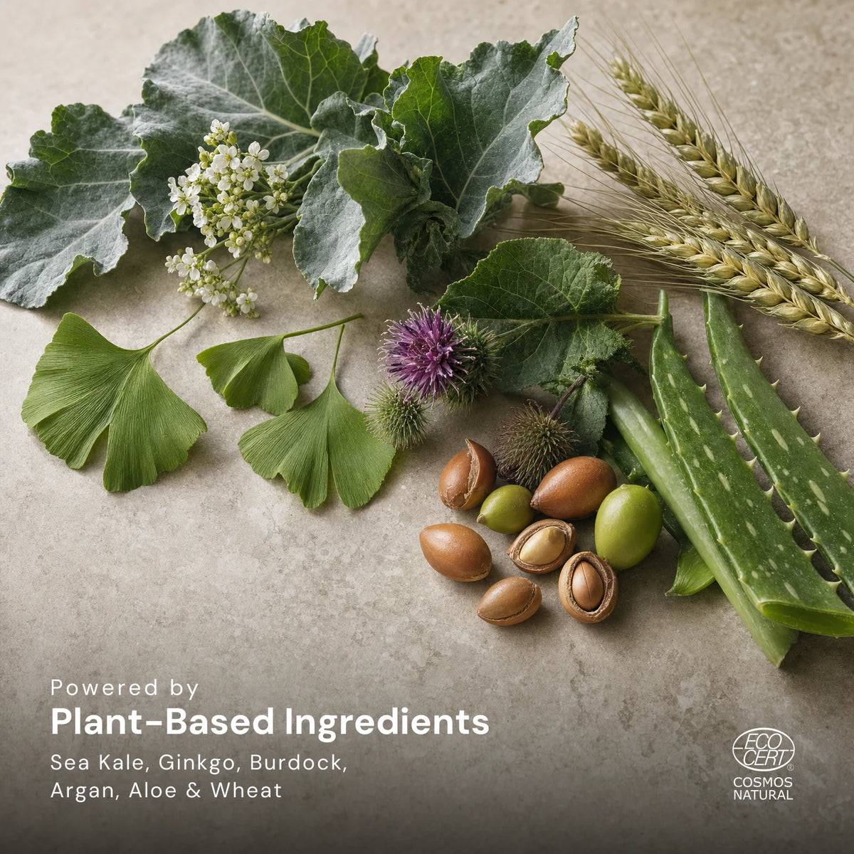 Sea kale leaves and flowers, ginkgo leaves, a burdock flower, argan fruits and nuts, aloe leaves and wheat ears on a pale stone surface, captioned Powered by Plant-Based Ingredients: Sea Kale, Ginkgo, Burdock, Argan, Aloe and Wheat, with the Ecocert COSMOS Natural mark