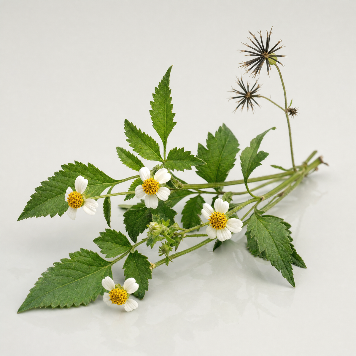 Bidens Pilosa Extract