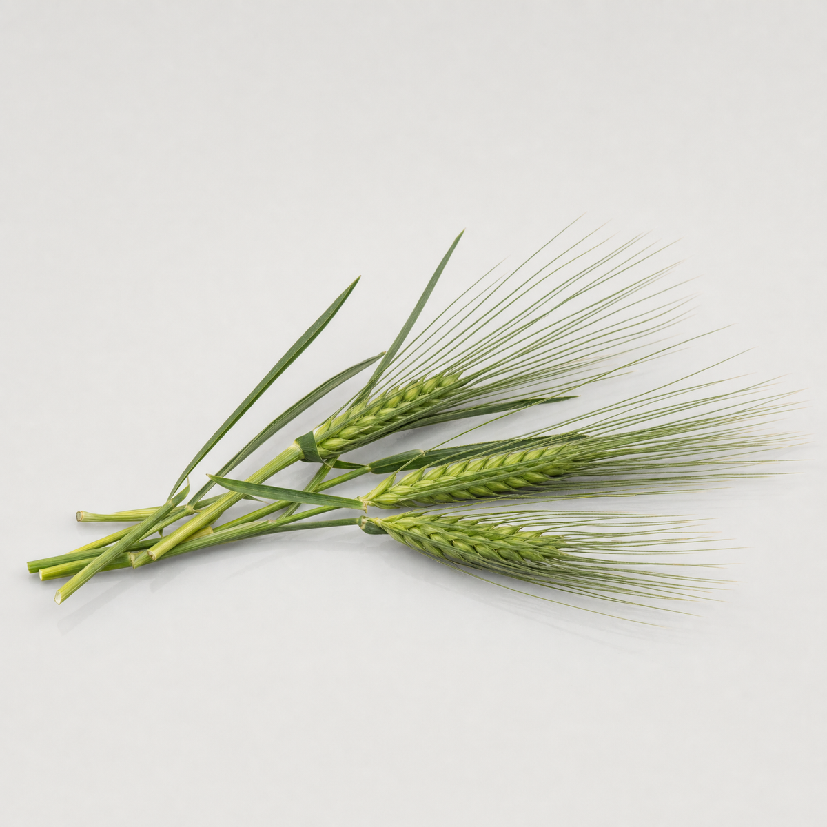 A small bundle of fresh green barley stalks with long-awned ears