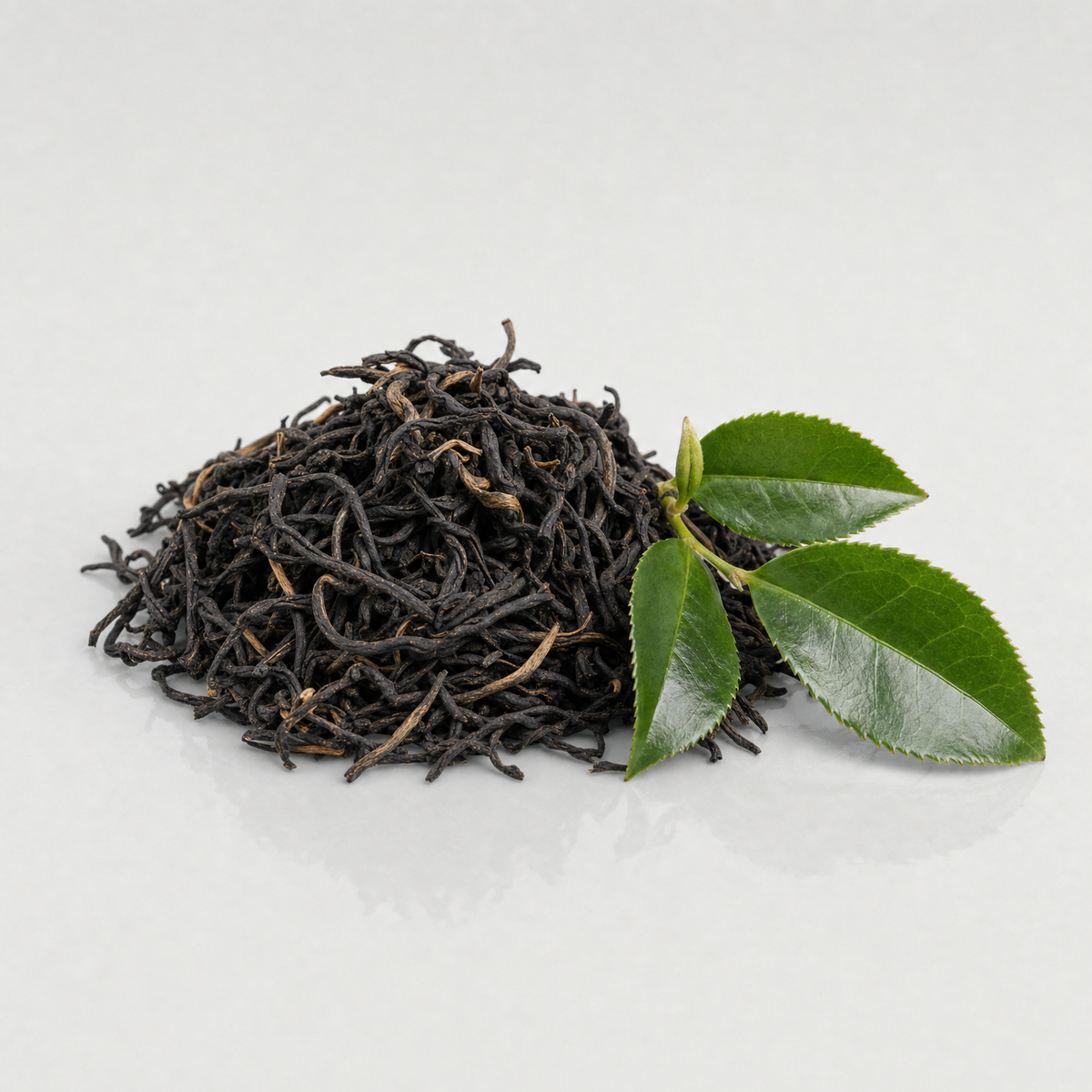 A heap of twisted dried black tea leaves beside a fresh tea sprig with glossy green leaves