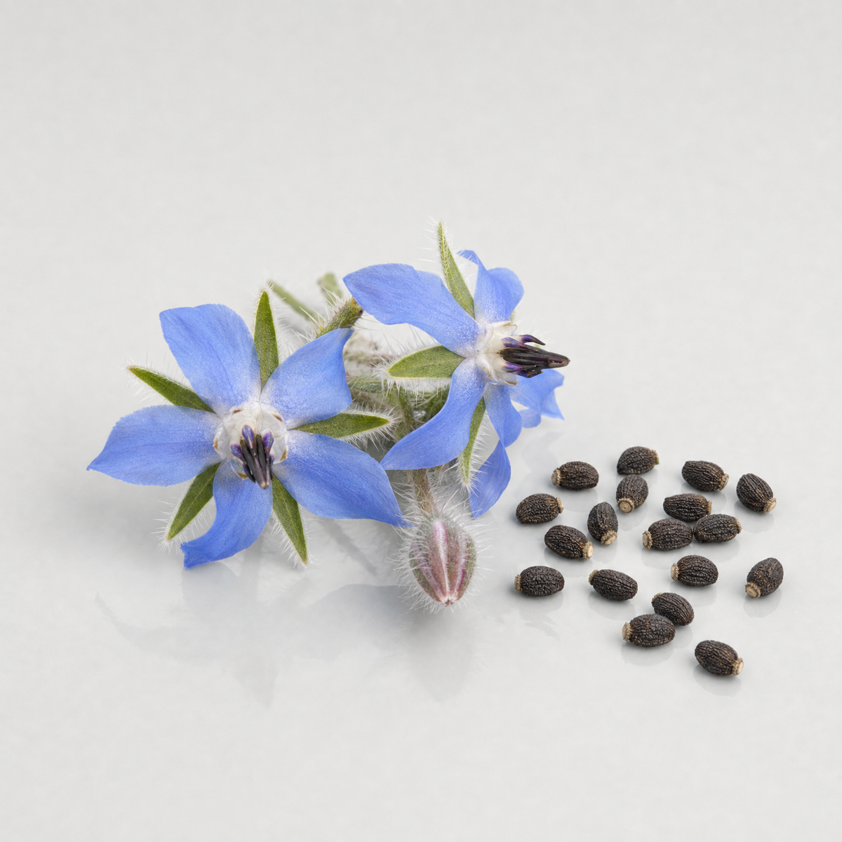 Blue star-shaped borage flowers beside a scatter of dark borage seeds