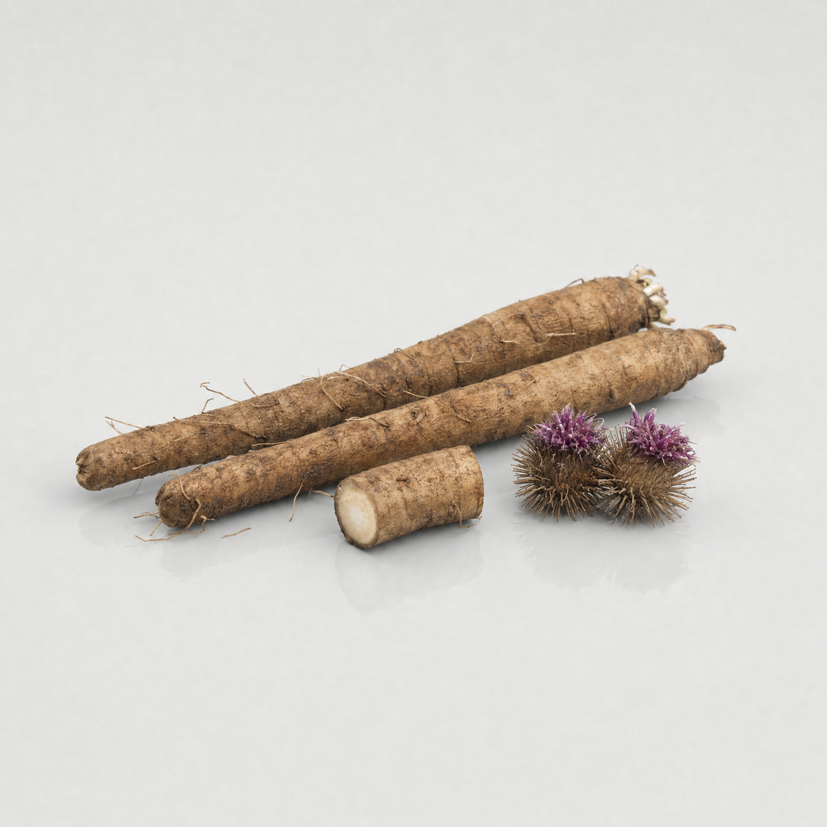 Long brown burdock roots, one cut to show pale flesh, beside two burdock burrs