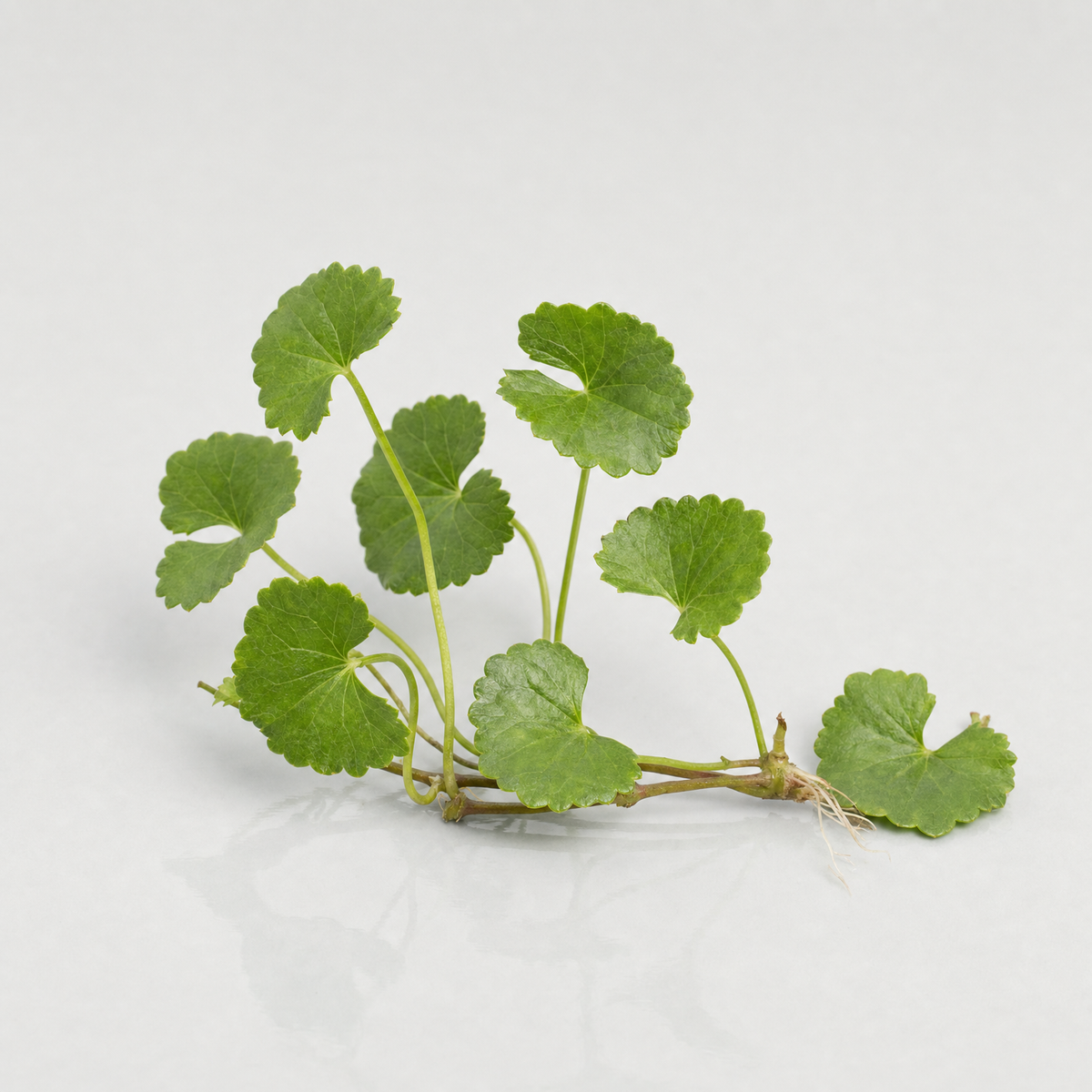 A small cluster of fresh Centella asiatica (gotu kola) leaves on a creeping runner