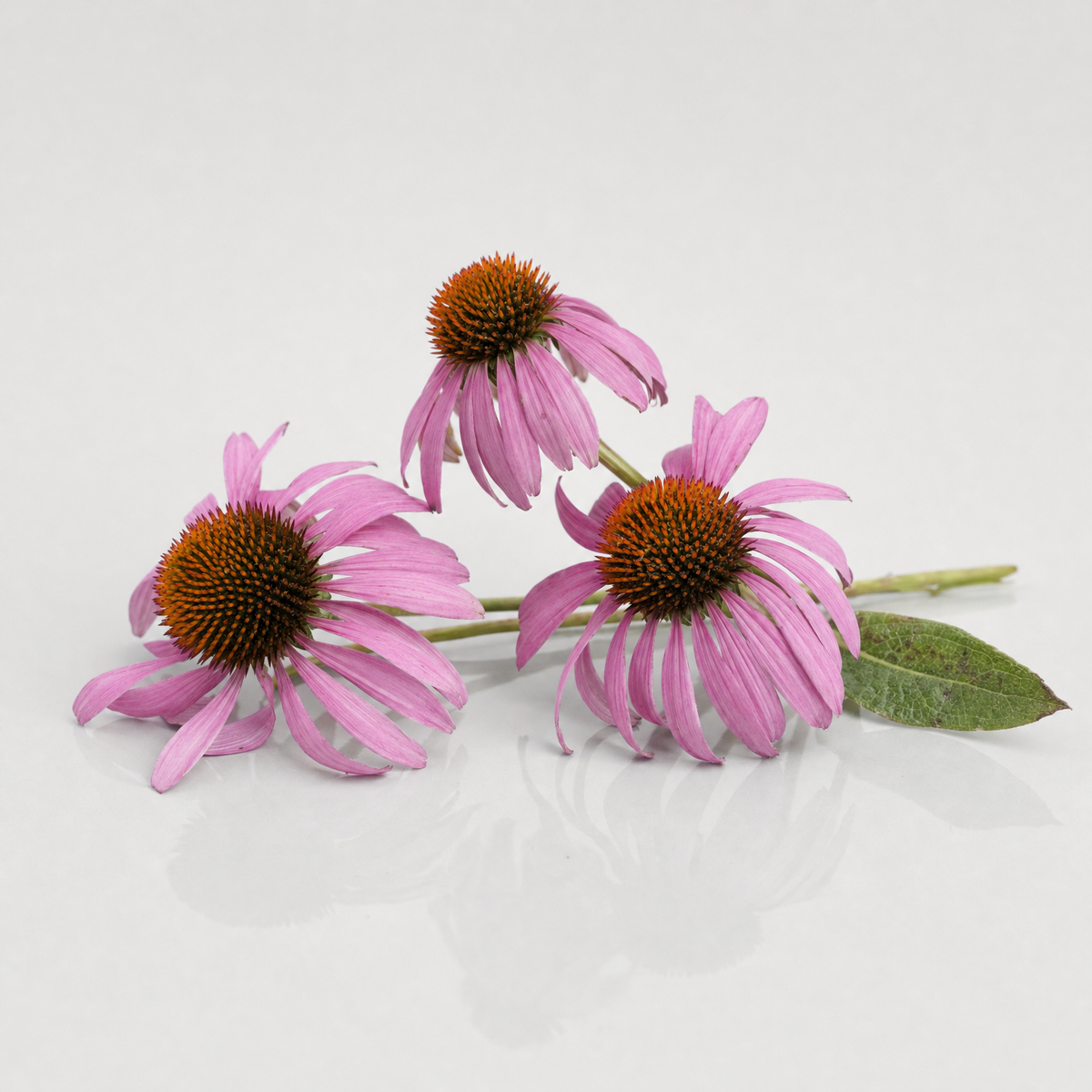 Purple coneflower heads with rosy-purple petals around spiky orange-brown cones