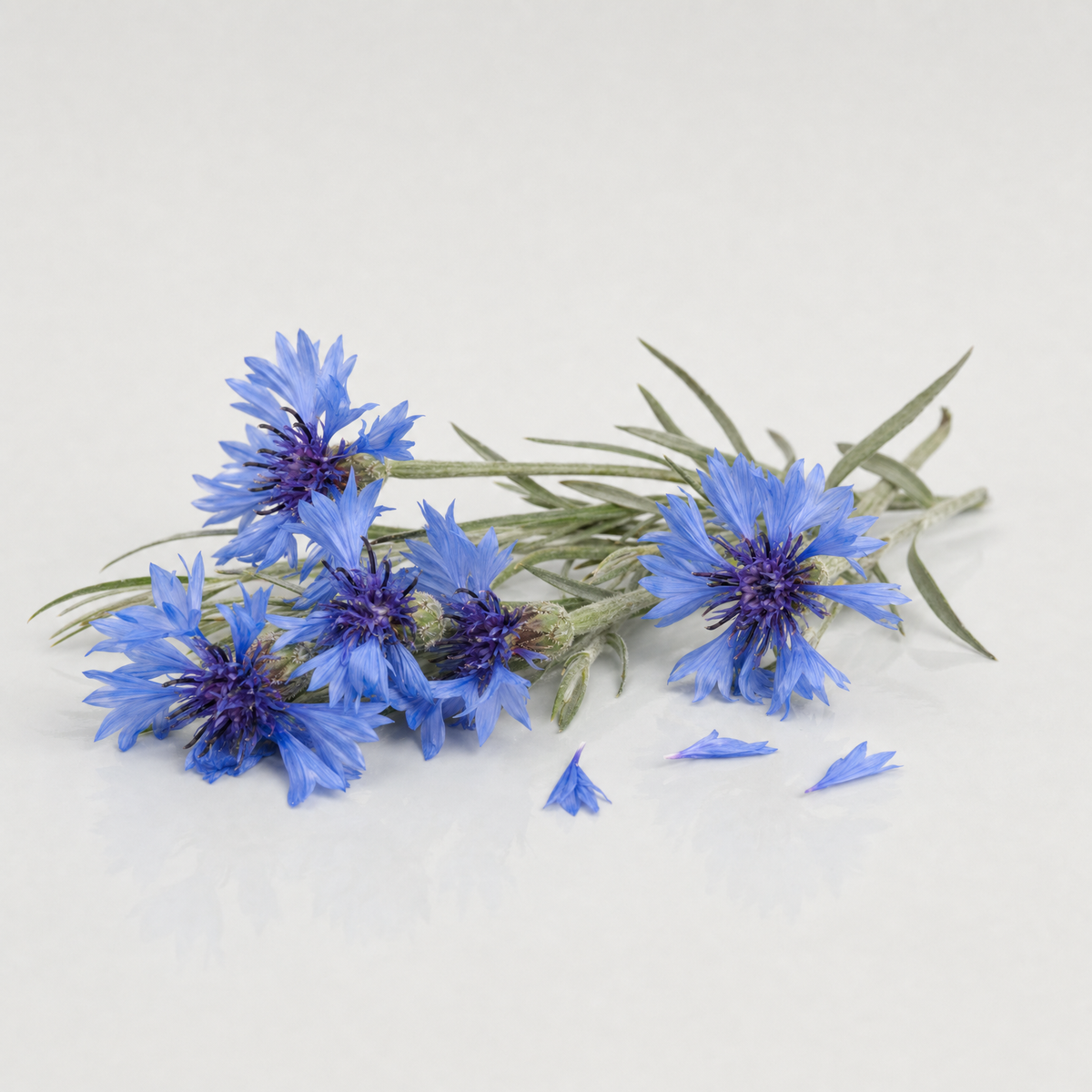 Vivid blue cornflower heads on slim grey-green stems with a few loose florets