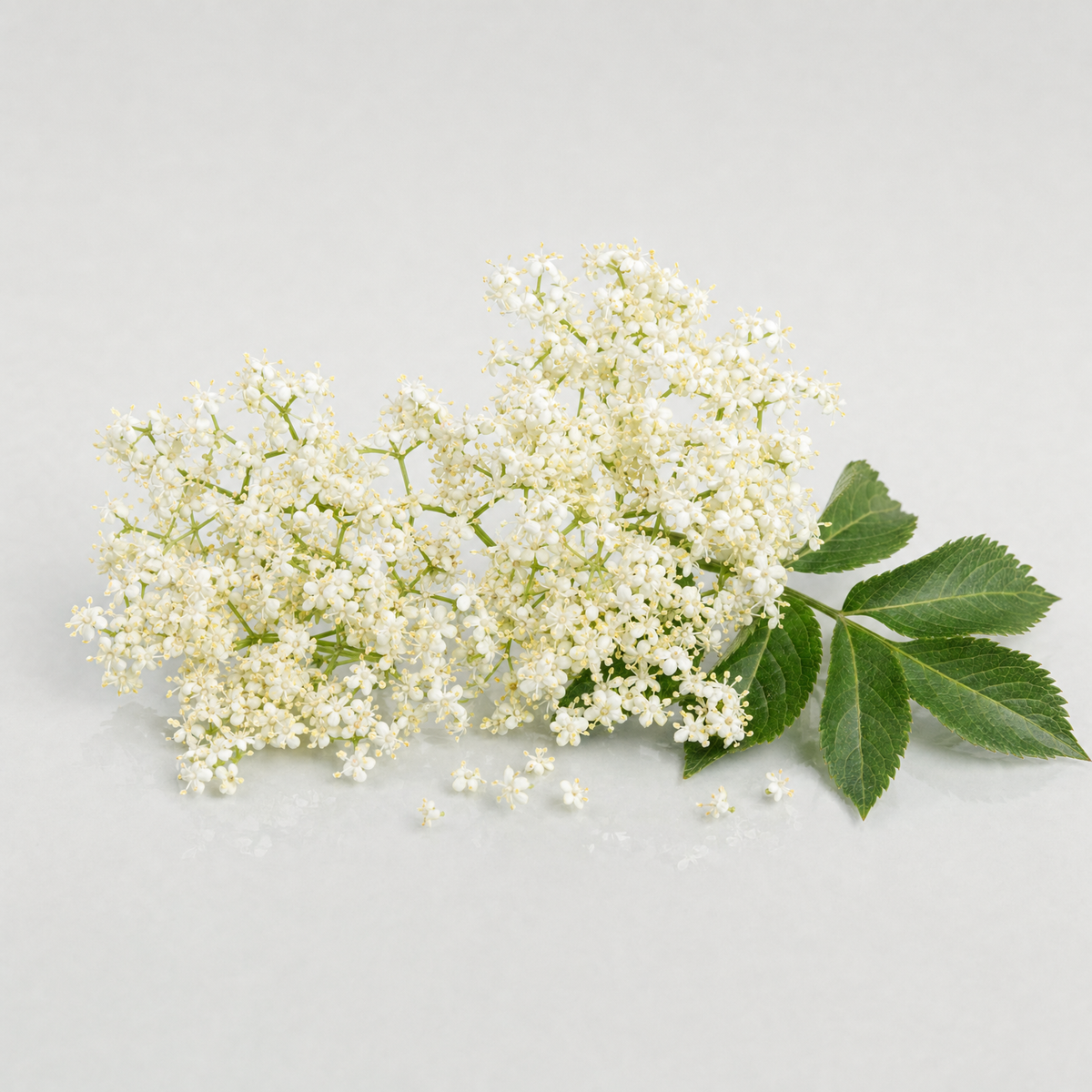 Lacy umbels of creamy-white elderflowers beside an elder leaf
