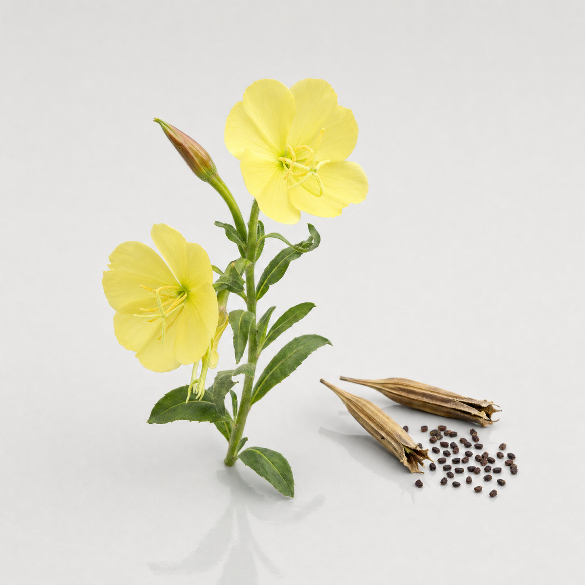 Flowering evening primrose stem with pale yellow flowers beside split seed capsules and tiny dark seeds