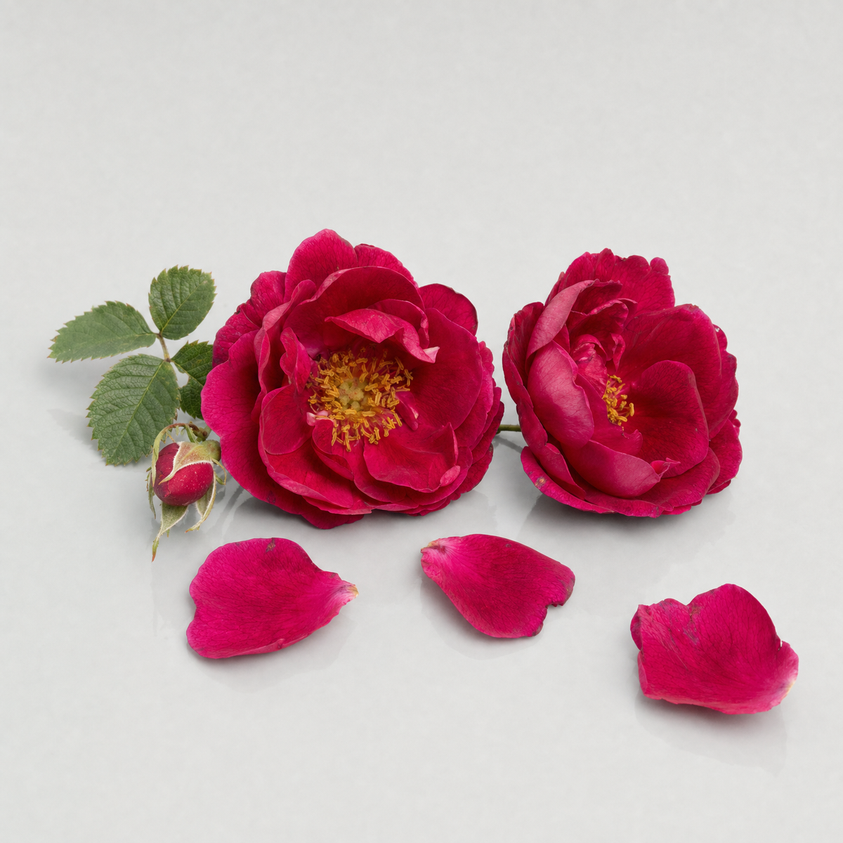 Two deep crimson-pink French rose flowers with golden stamens, a bud and scattered petals