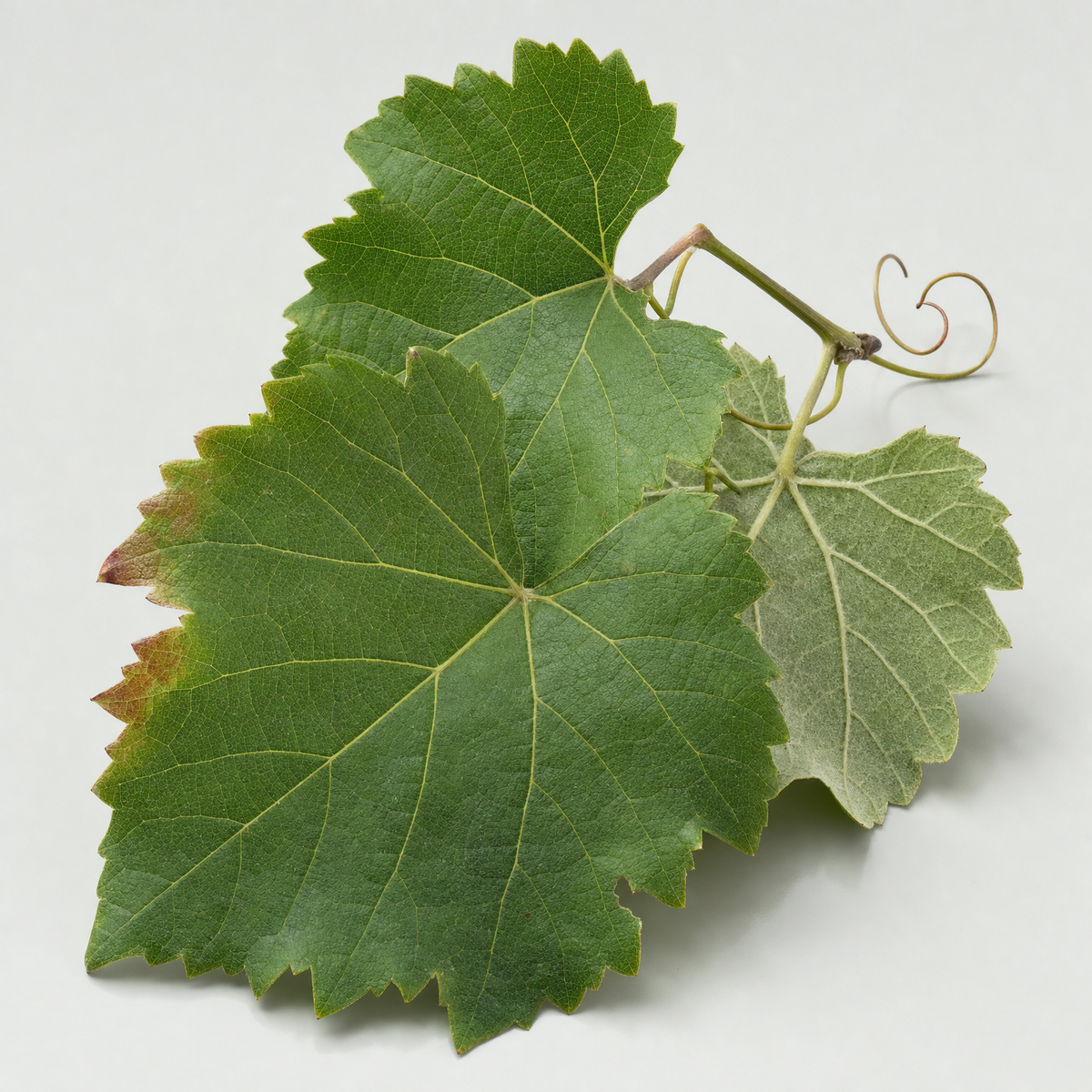 Fresh green grape vine leaves with a curling tendril
