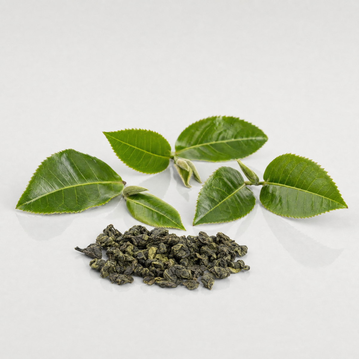 Fresh tea sprigs with two leaves and a bud above a small heap of rolled dried green tea leaves