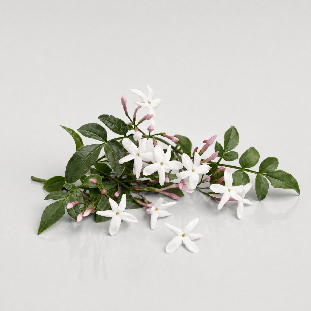 Sprigs of common jasmine with white star-shaped flowers and pink-blushed buds