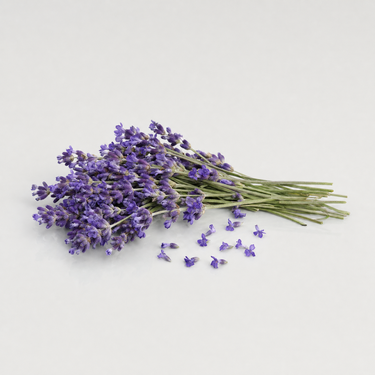 A bunch of fresh lavender with violet flower spikes and a scatter of loose florets