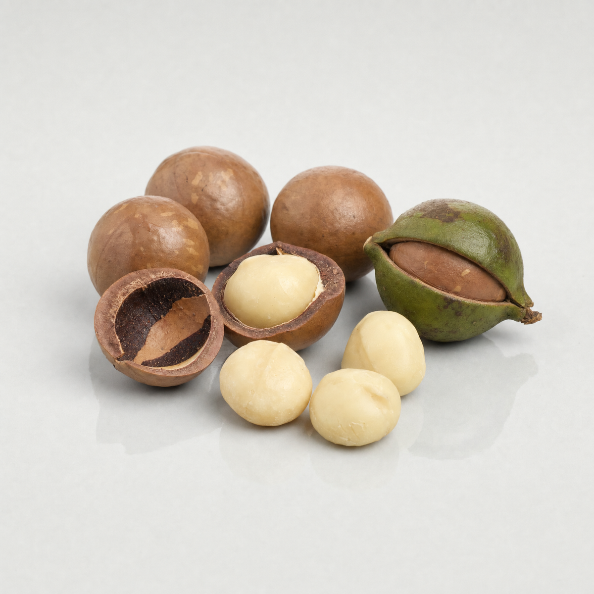 Macadamia nuts in their round brown shells, one cracked open, beside shelled creamy kernels