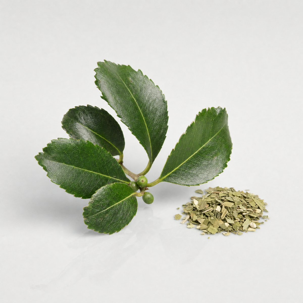 A fresh sprig of yerba mate leaves beside a small pile of dried crushed mate leaf