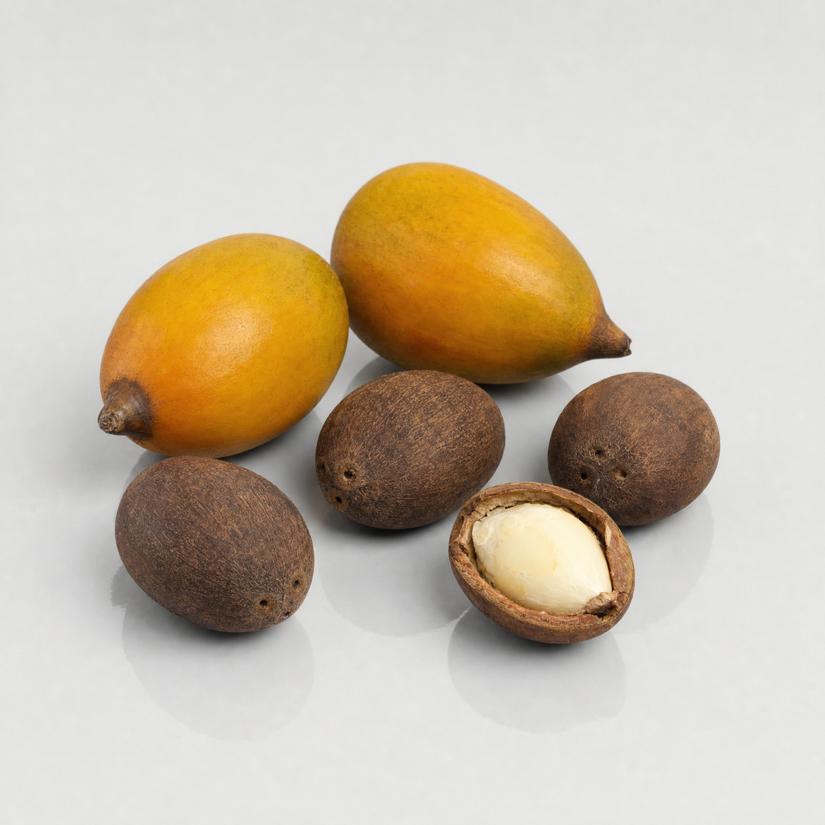 Murumuru palm fruits and hard brown seeds, one cracked open to show the cream kernel
