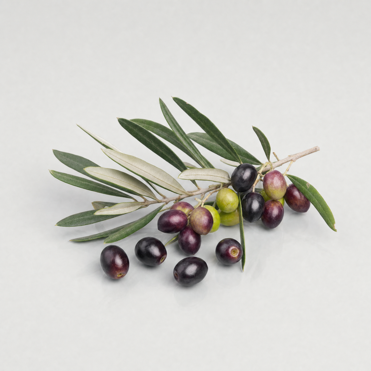 A fresh olive branch with silvery-green leaves and olives ripening from green to black