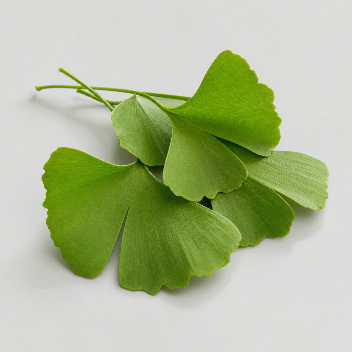 ginkgo-leaf — on-brand ingredient render
