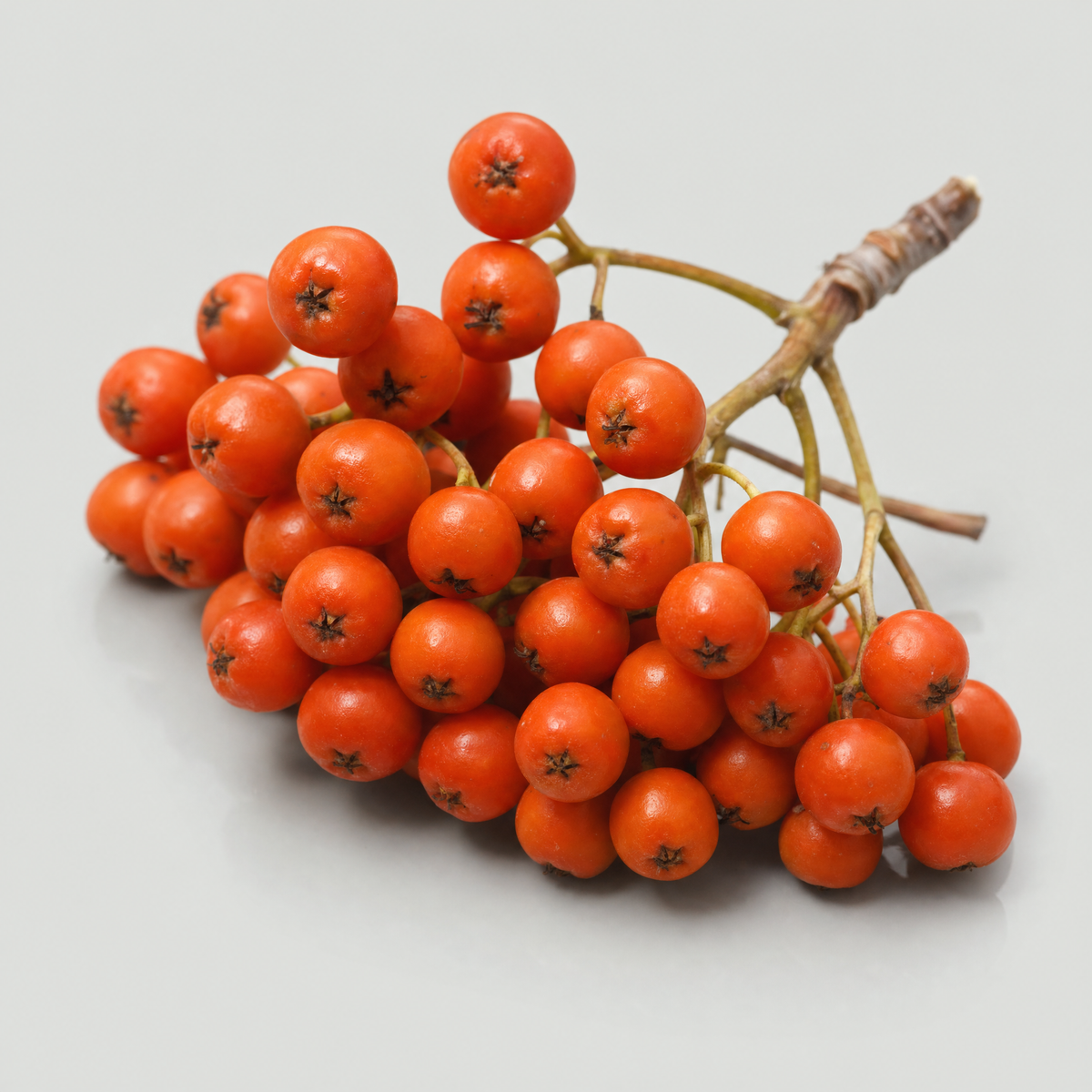 rowan-berry — on-brand ingredient render