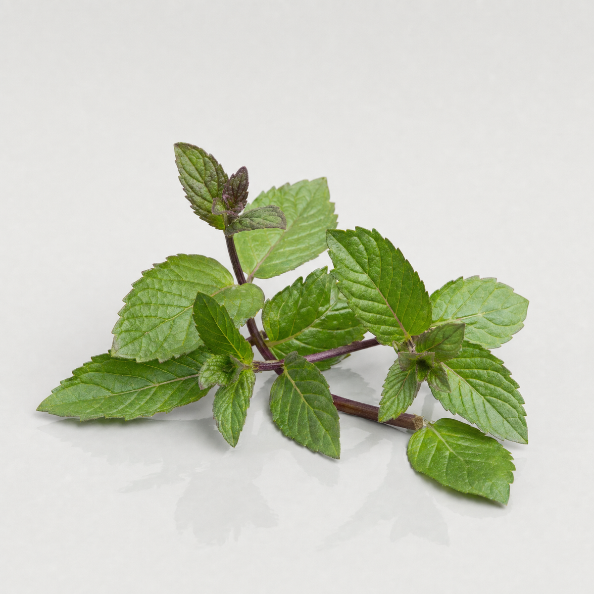 Fresh peppermint sprigs with toothed dark green leaves