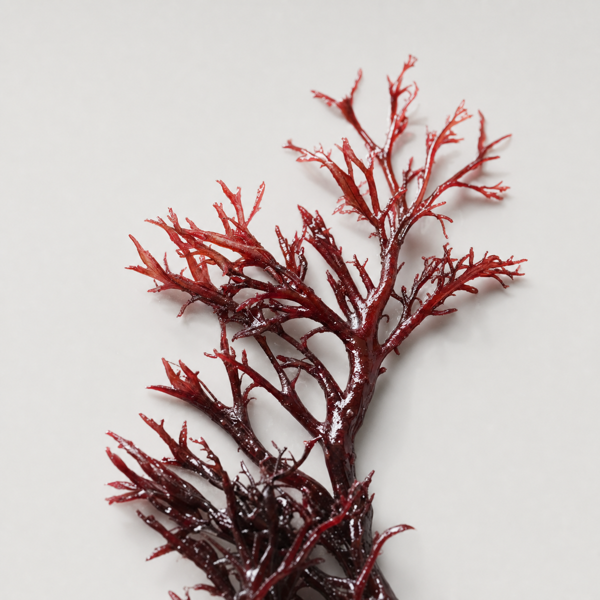 Red Algae