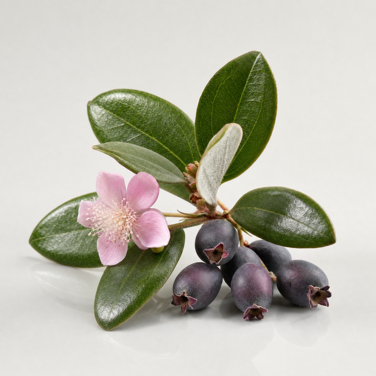 A sprig of rose myrtle with a pink flower and dark purple berries