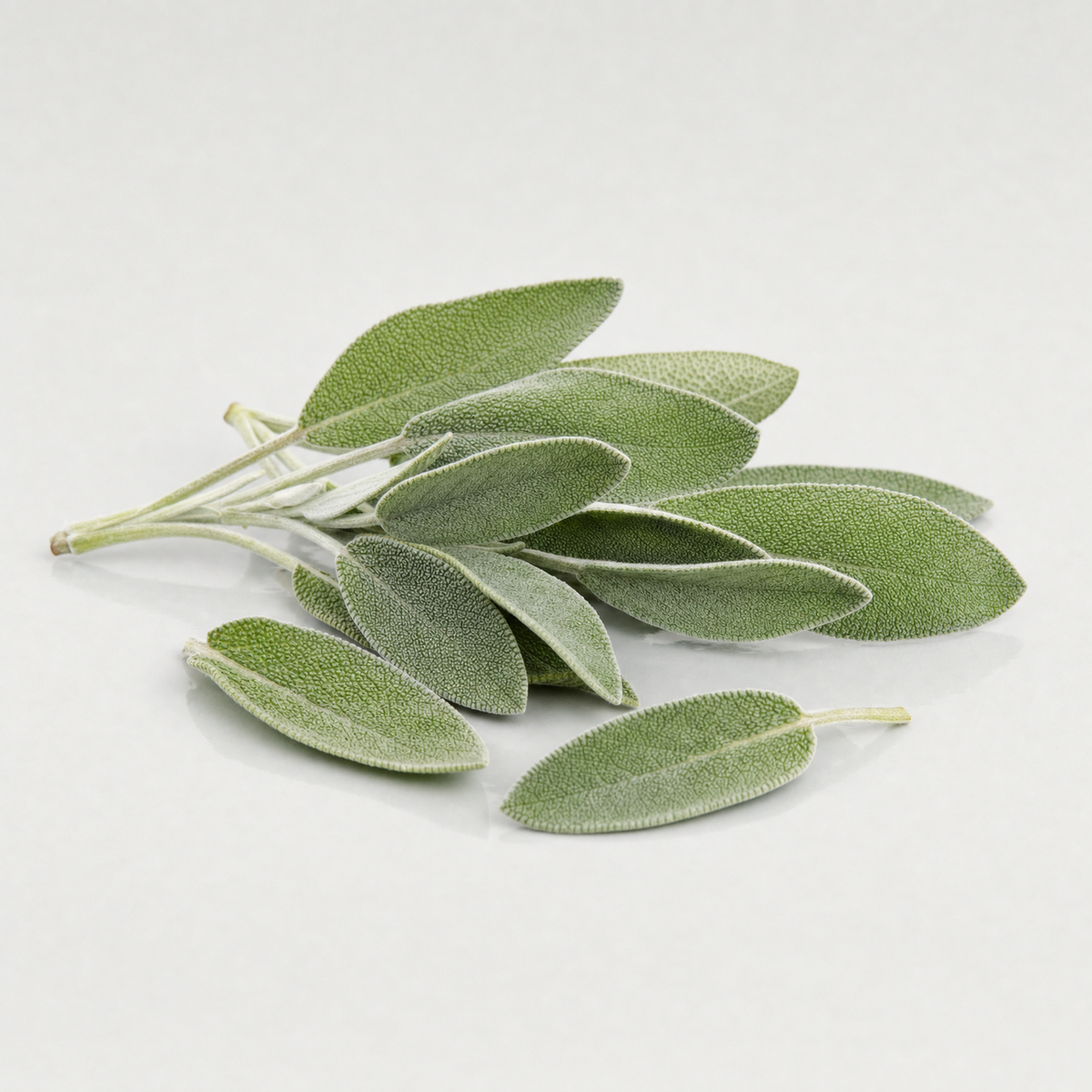 A small bunch of fresh common sage with soft grey-green leaves