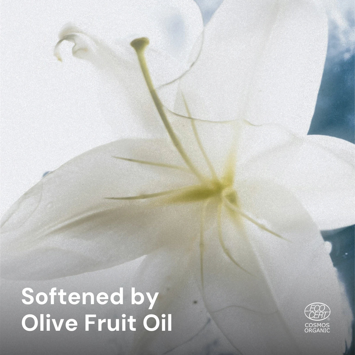 White flower, softened by olive fruit oil