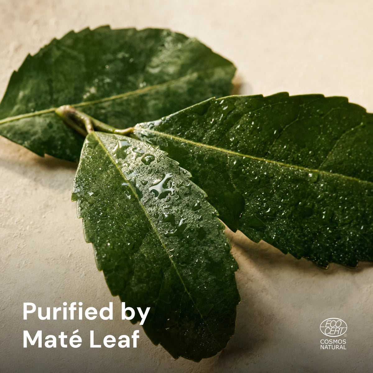 Maté Leaf Clarifying Facial Wash - fresh glossy maté leaf macro with dew