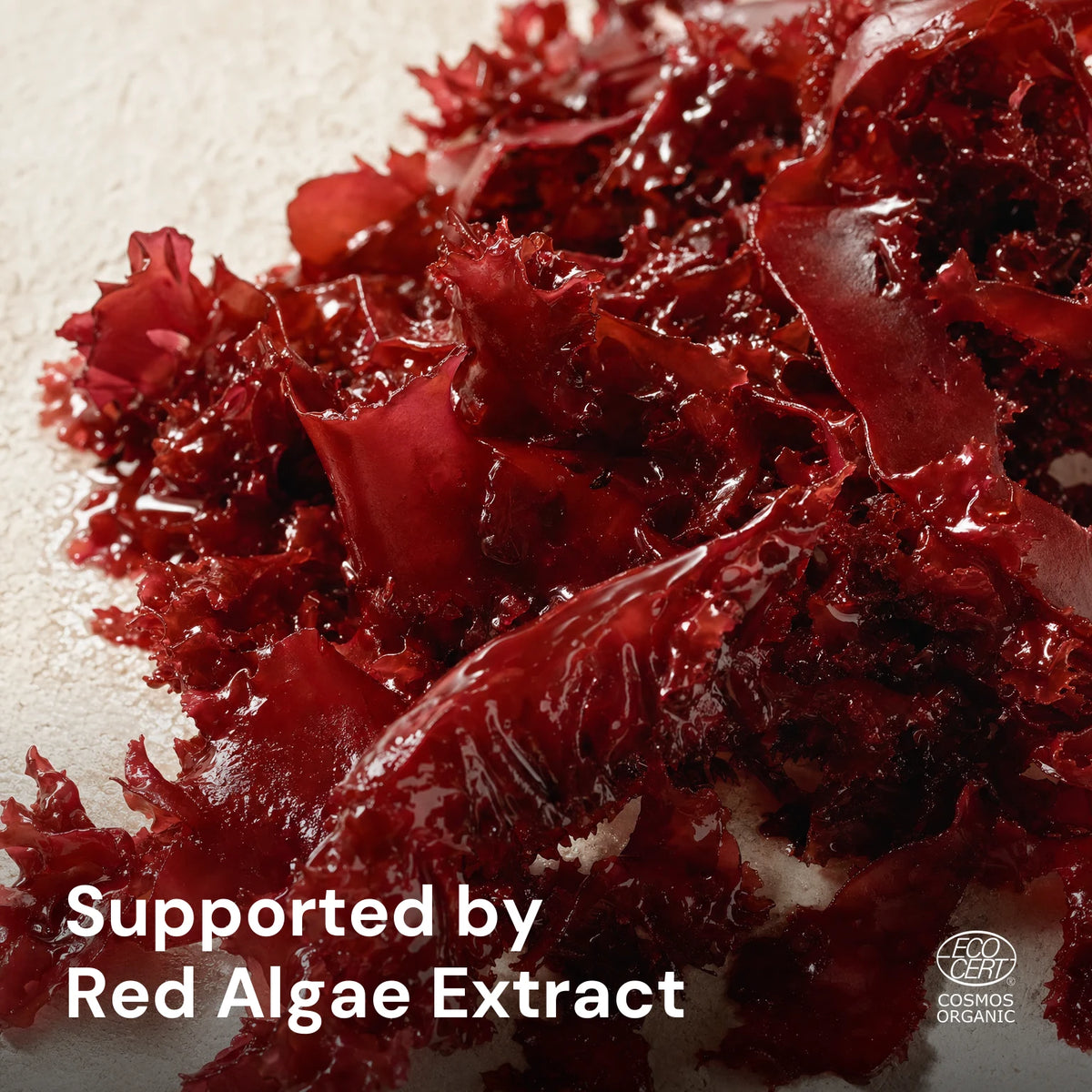 Red Algae Calming Night Cream – key ingredients