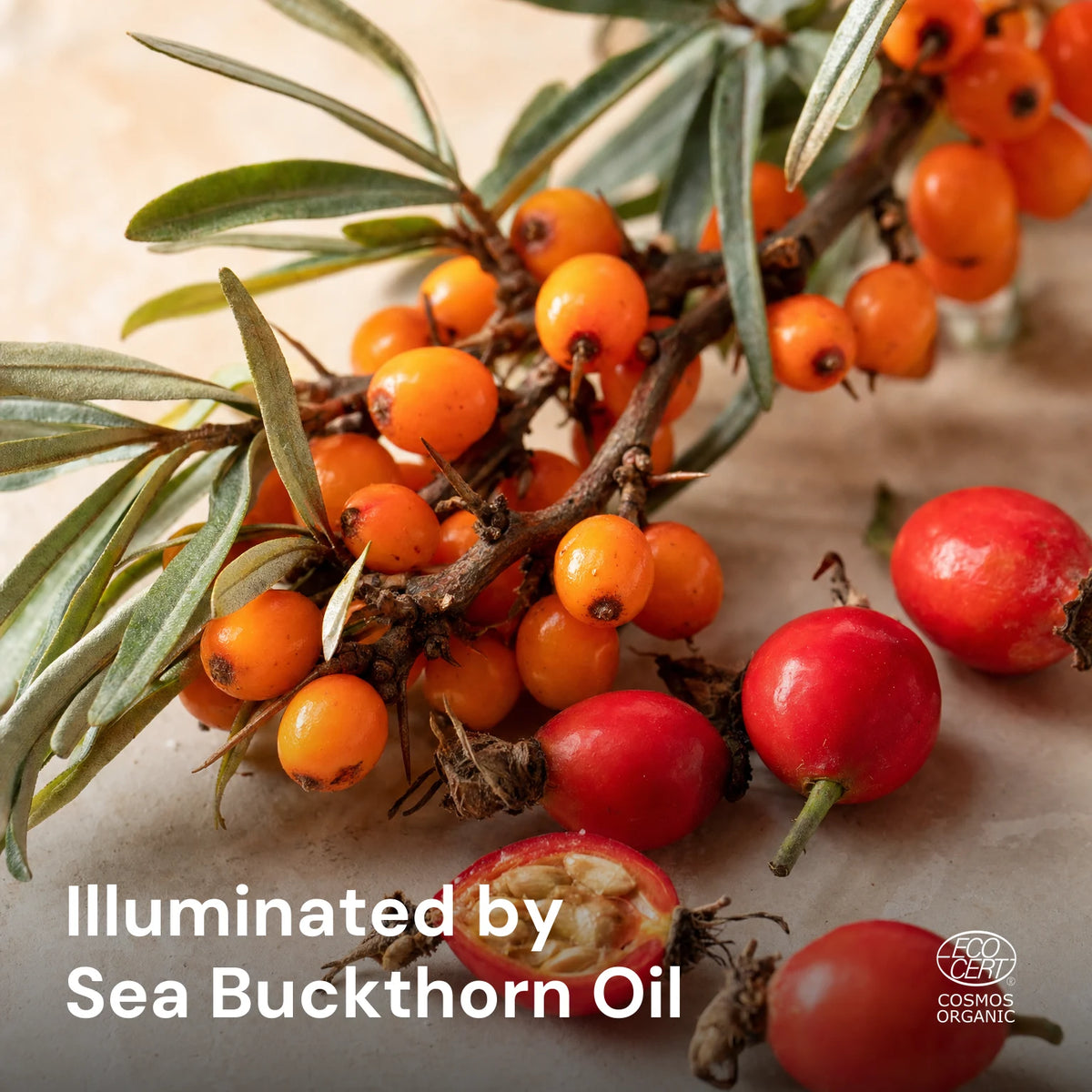 Sea Buckthorn Glow Facial Oil – key ingredients