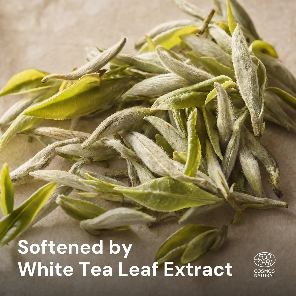 White tea leaves, the source of White Tea Leaf Extract in this formula