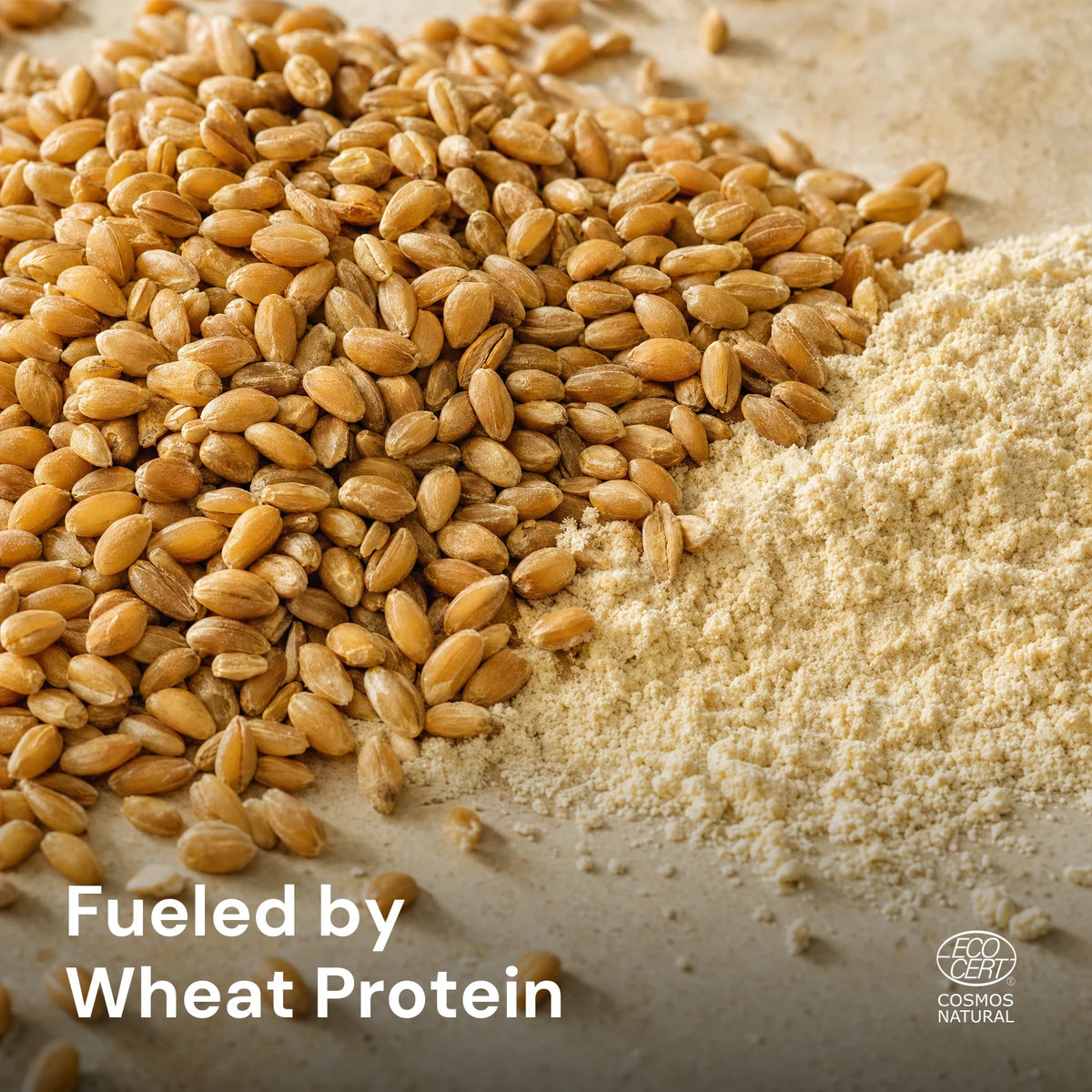 Glossy wheat protein droplet with wheat grains and powder