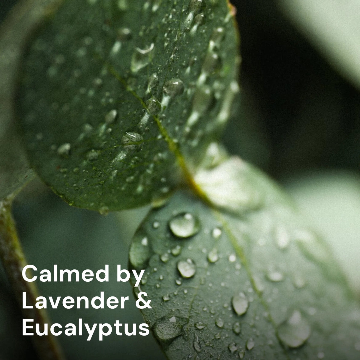 Lavender Eucalyptus Roll-On Deodorant – key ingredients