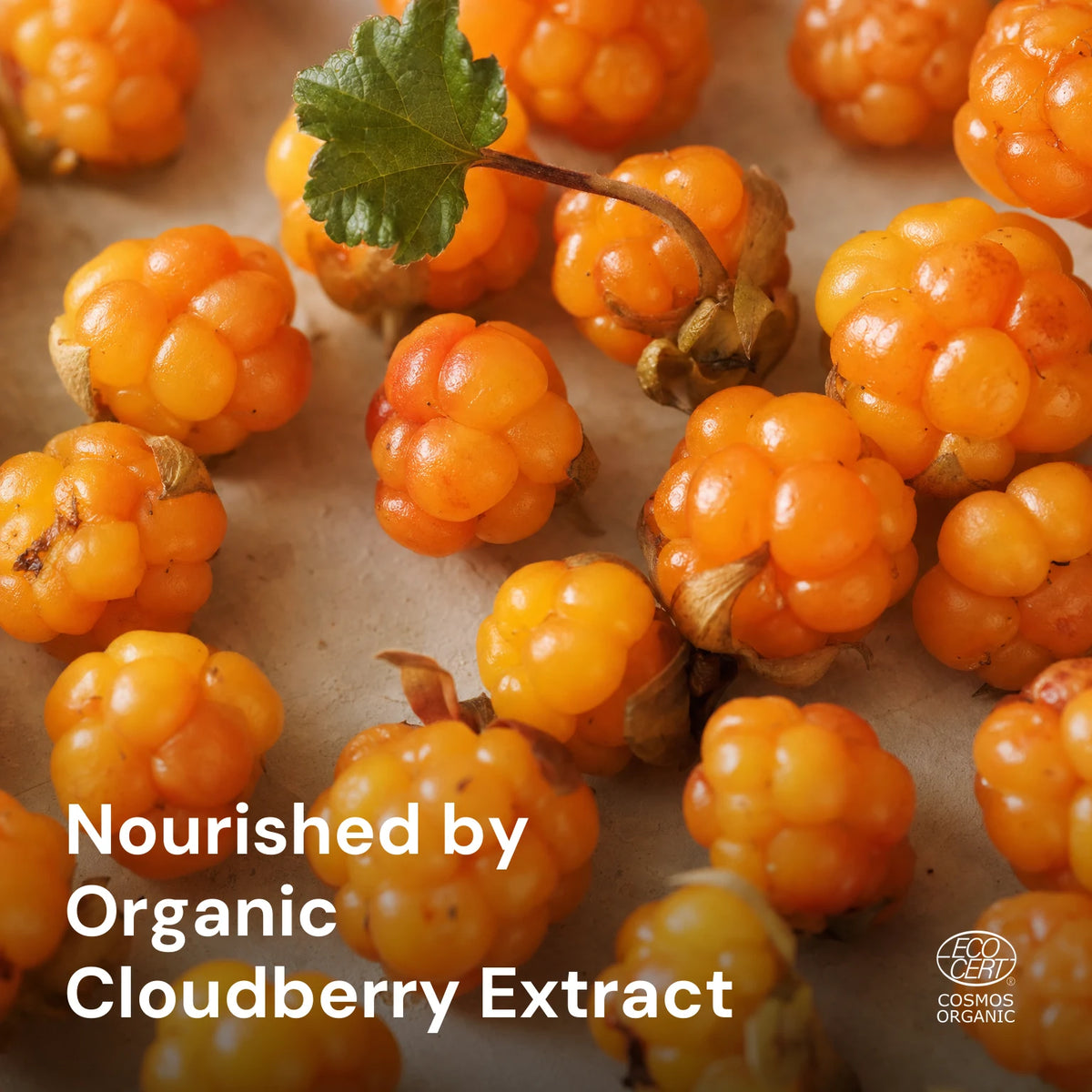 Cloudberry Silk Facial Oil – key ingredients