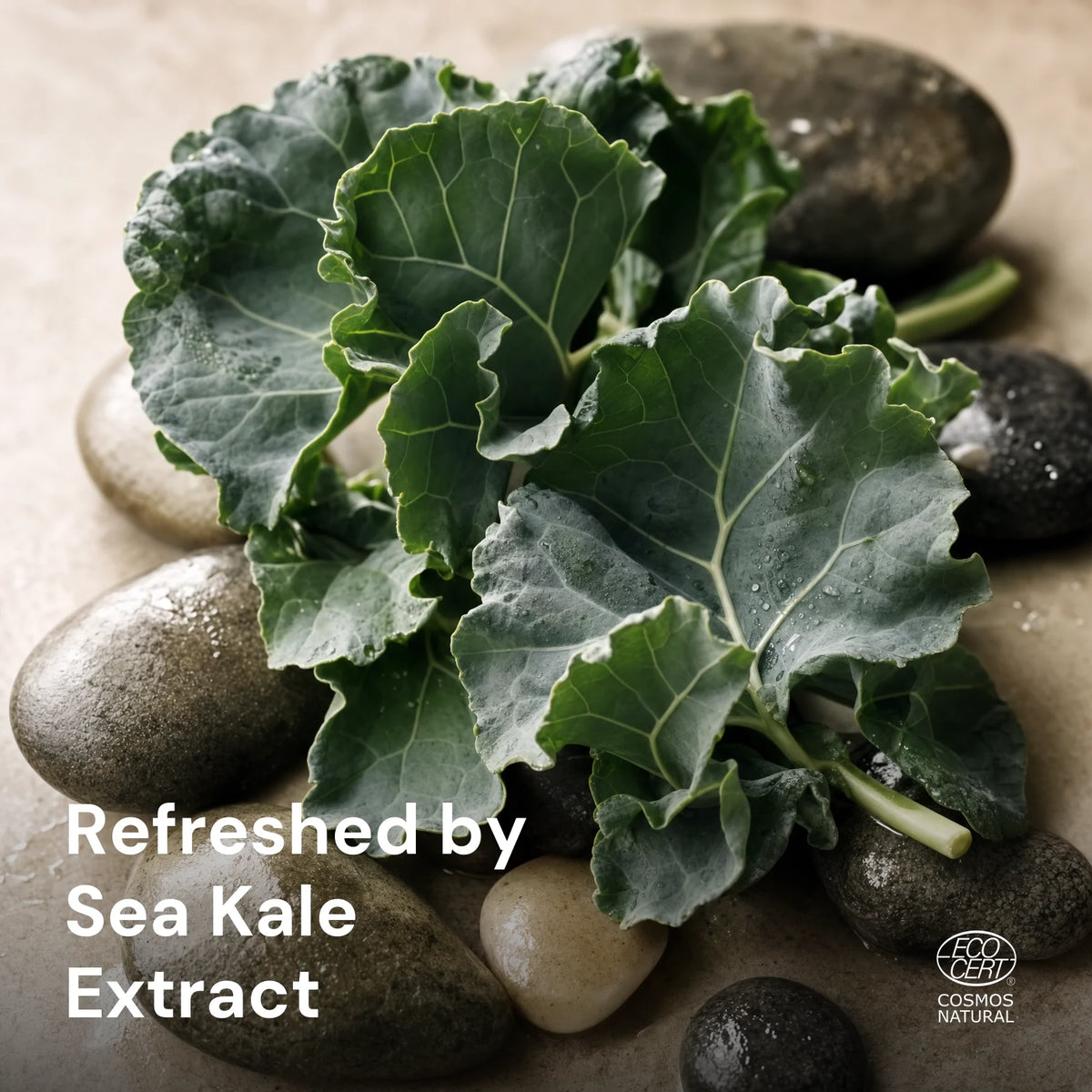 Purifying Shampoo with Sea Kale Extract – key ingredients