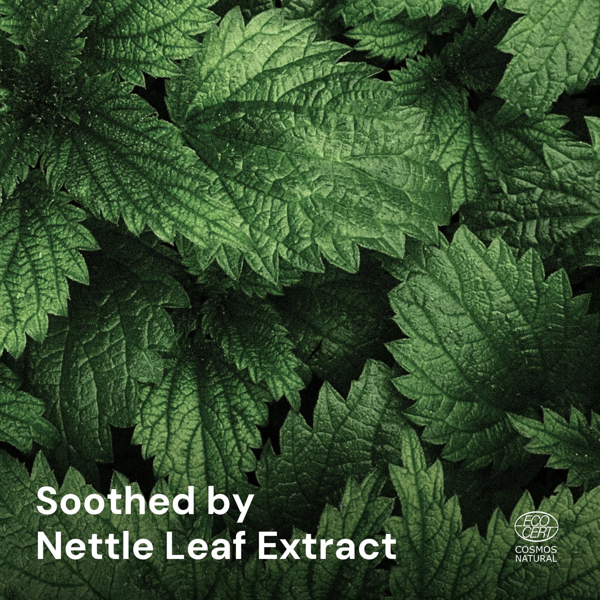 Lactic Acid Clear Scalp Serum – key ingredients