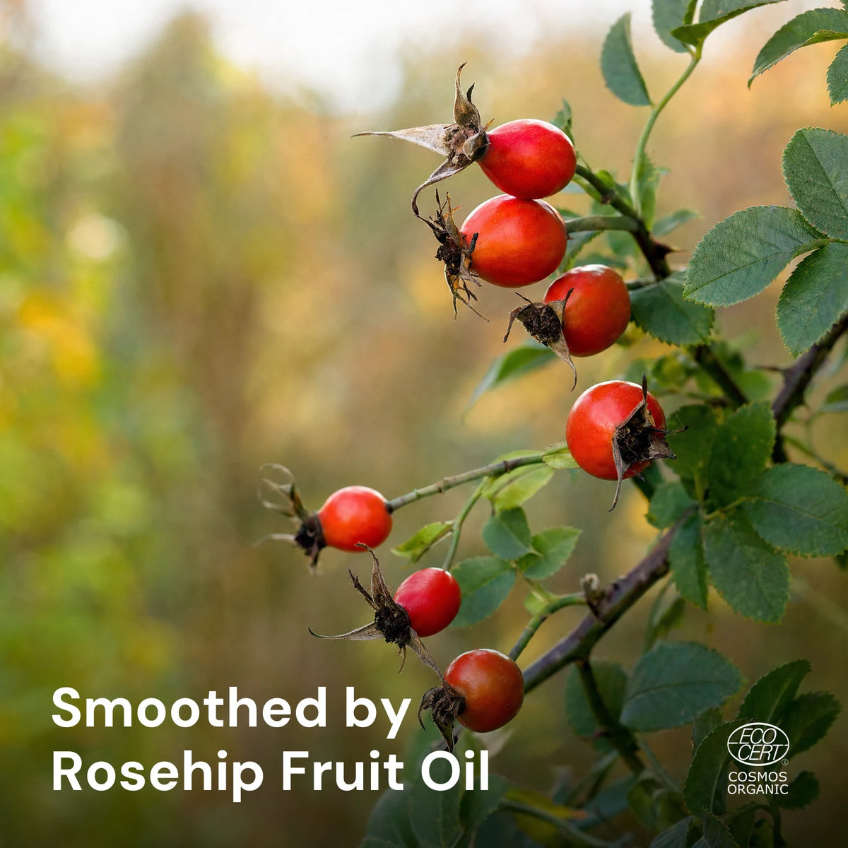 Rosehips ripening on the branch, the source of rosehip fruit oil