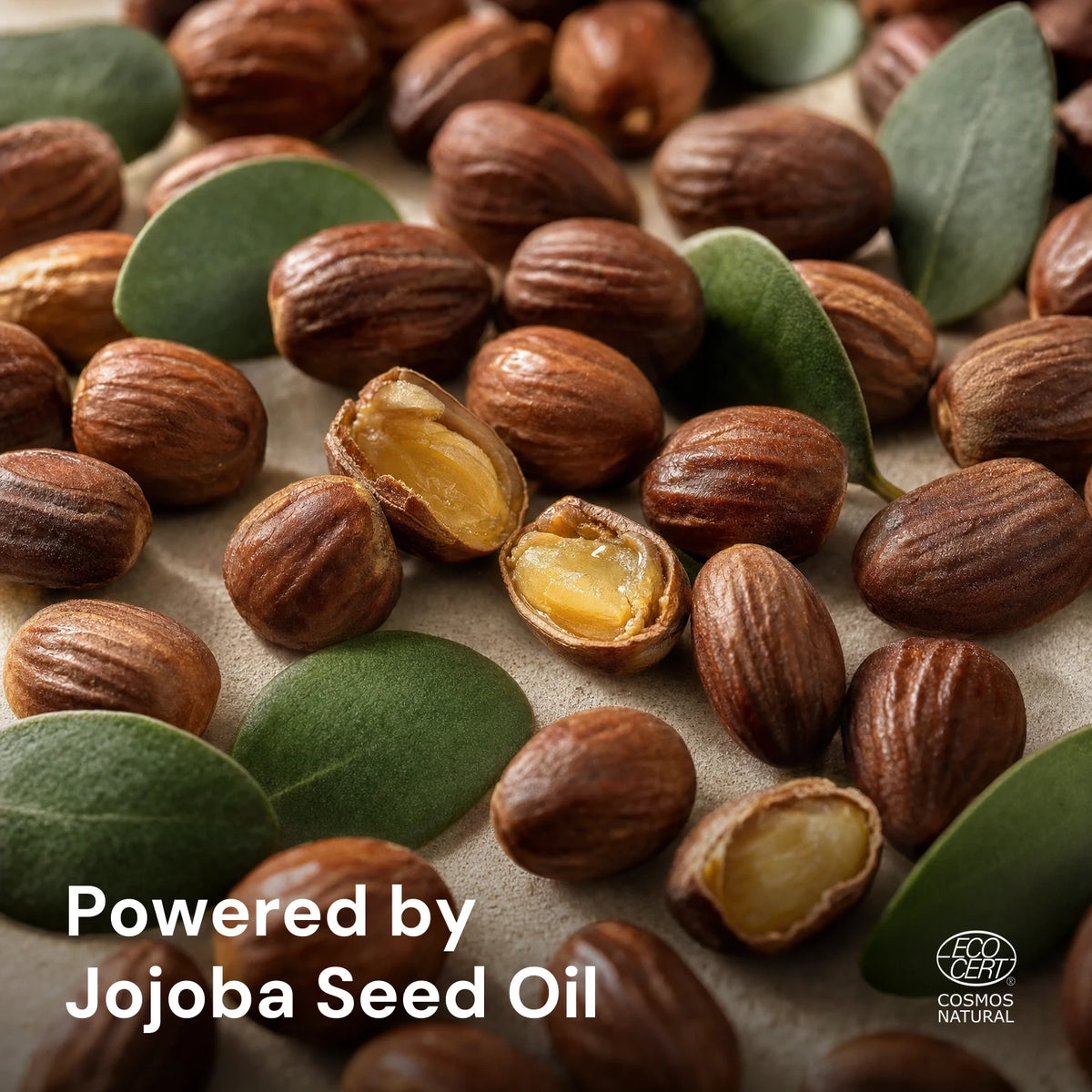 Jojoba Endurance Day Cream - plump whole jojoba seeds and jojoba leaves, Powered by Jojoba Seed Oil