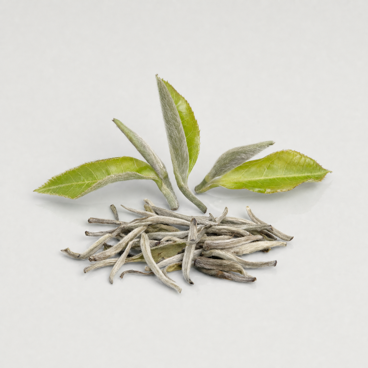 Fresh tea shoot tips with silvery downy buds beside a small pile of dried silver needle white tea buds