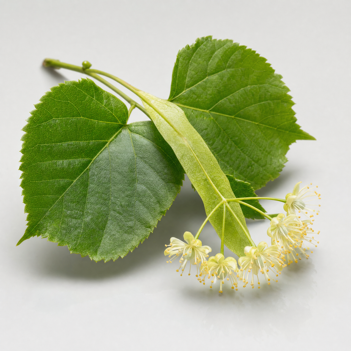 Linden Flower Extract
