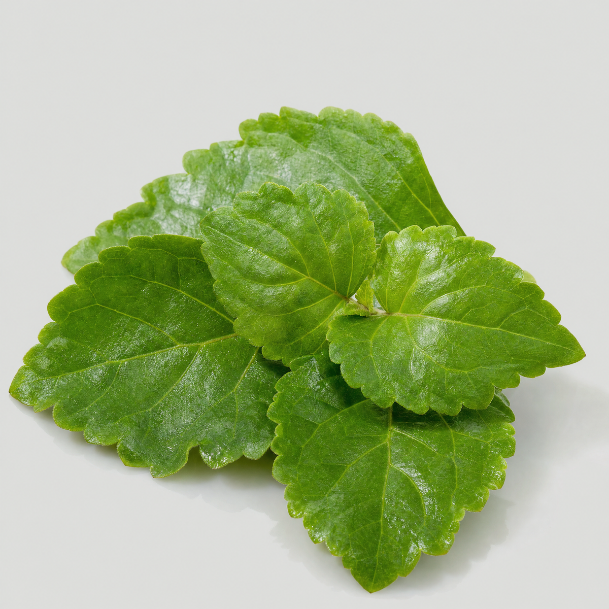 Patchouli Oil