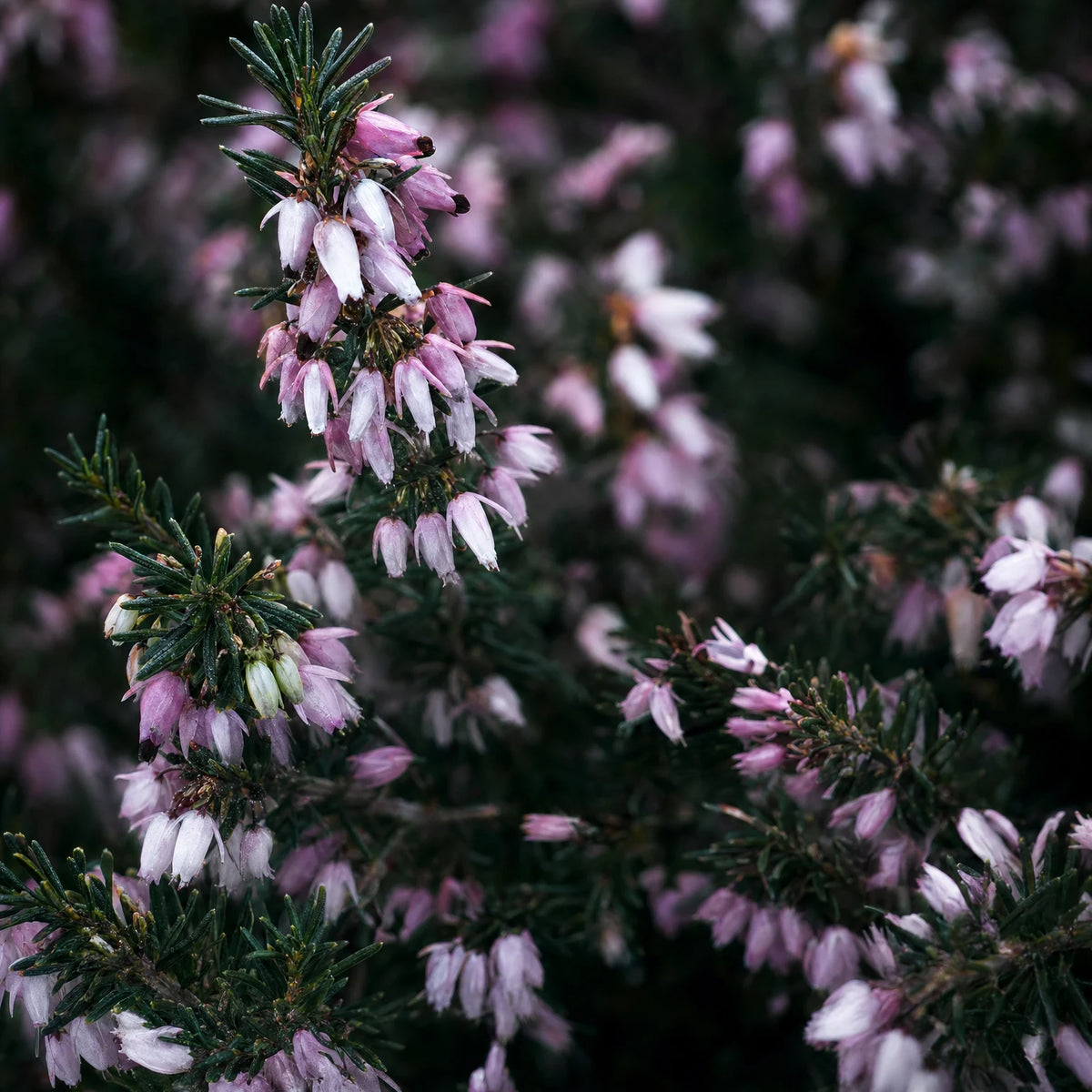 Botanical Soy Wax Candle - Heather, real botanical macro photograph