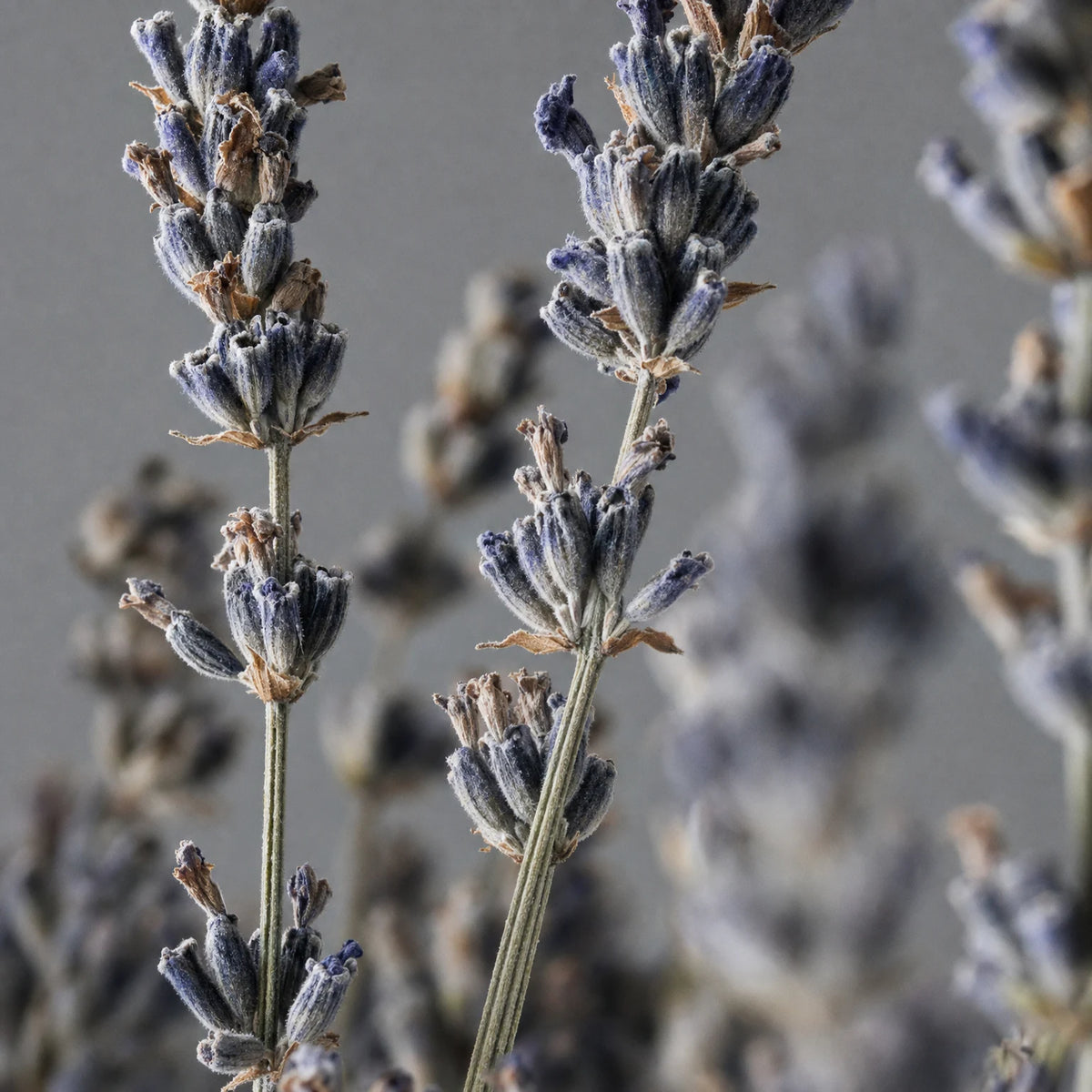 Botanical Soy Wax Candle - Lavender, real botanical macro photograph
